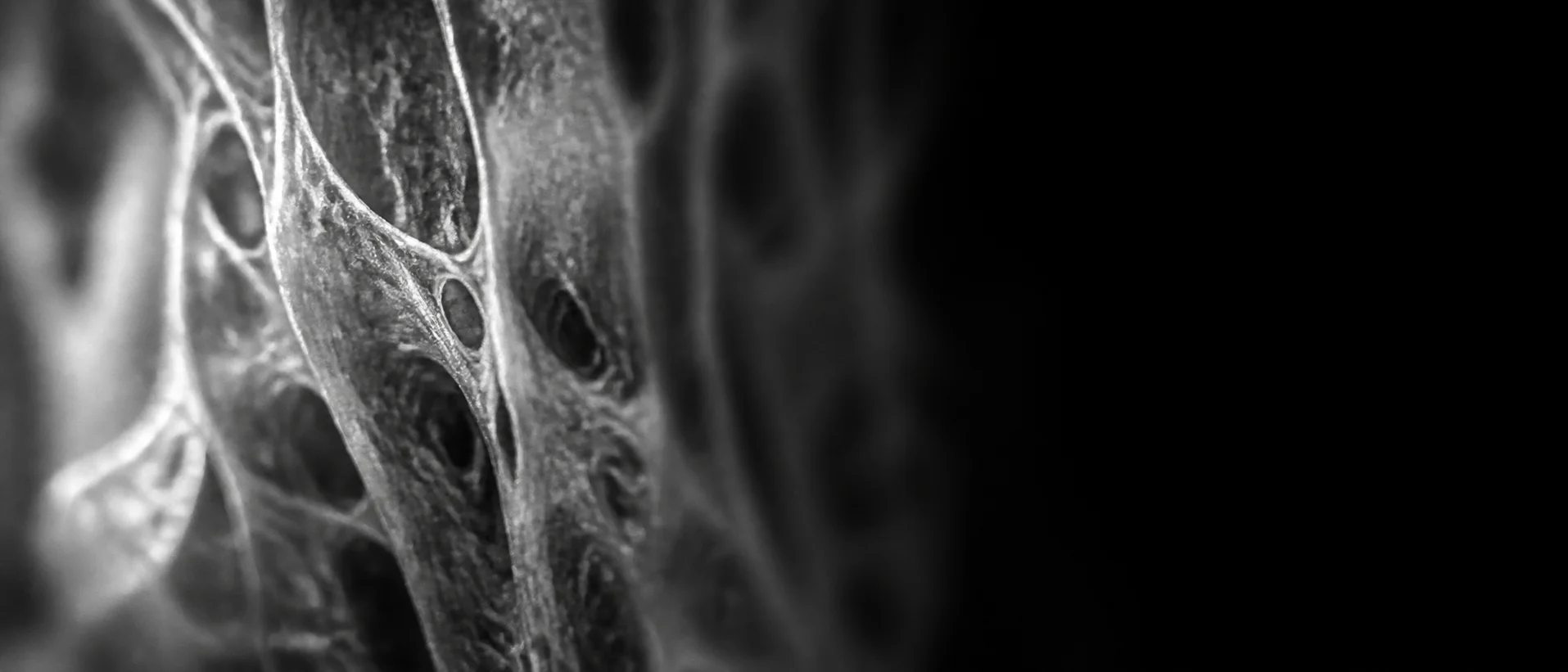 Macro material study of fibrous biological tissue, backlit and falling away into darkness.